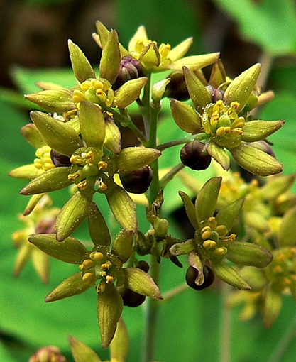 {Caulophyllum thalictroides}